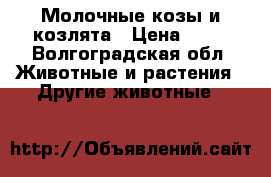 Молочные козы и козлята › Цена ­ 10 - Волгоградская обл. Животные и растения » Другие животные   